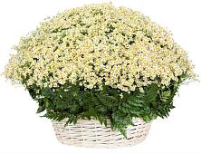 Цветочная композиция из Ромашки в корзине #REPLACE_PRED# Озерецкий